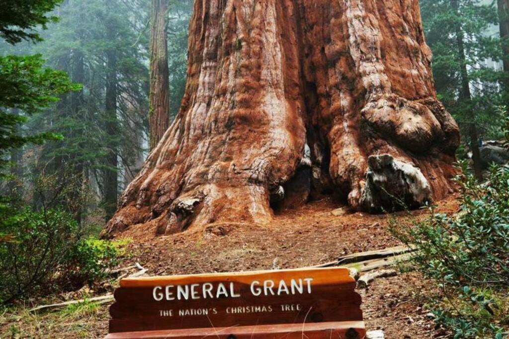 Sequoia Splendor, Inside Kings Canyon Np By Visitors Center Wilsonia Eksteriør bilde