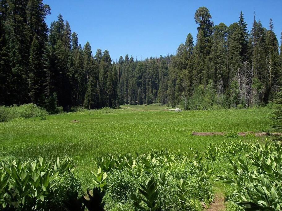 Sequoia Splendor, Inside Kings Canyon Np By Visitors Center Wilsonia Eksteriør bilde